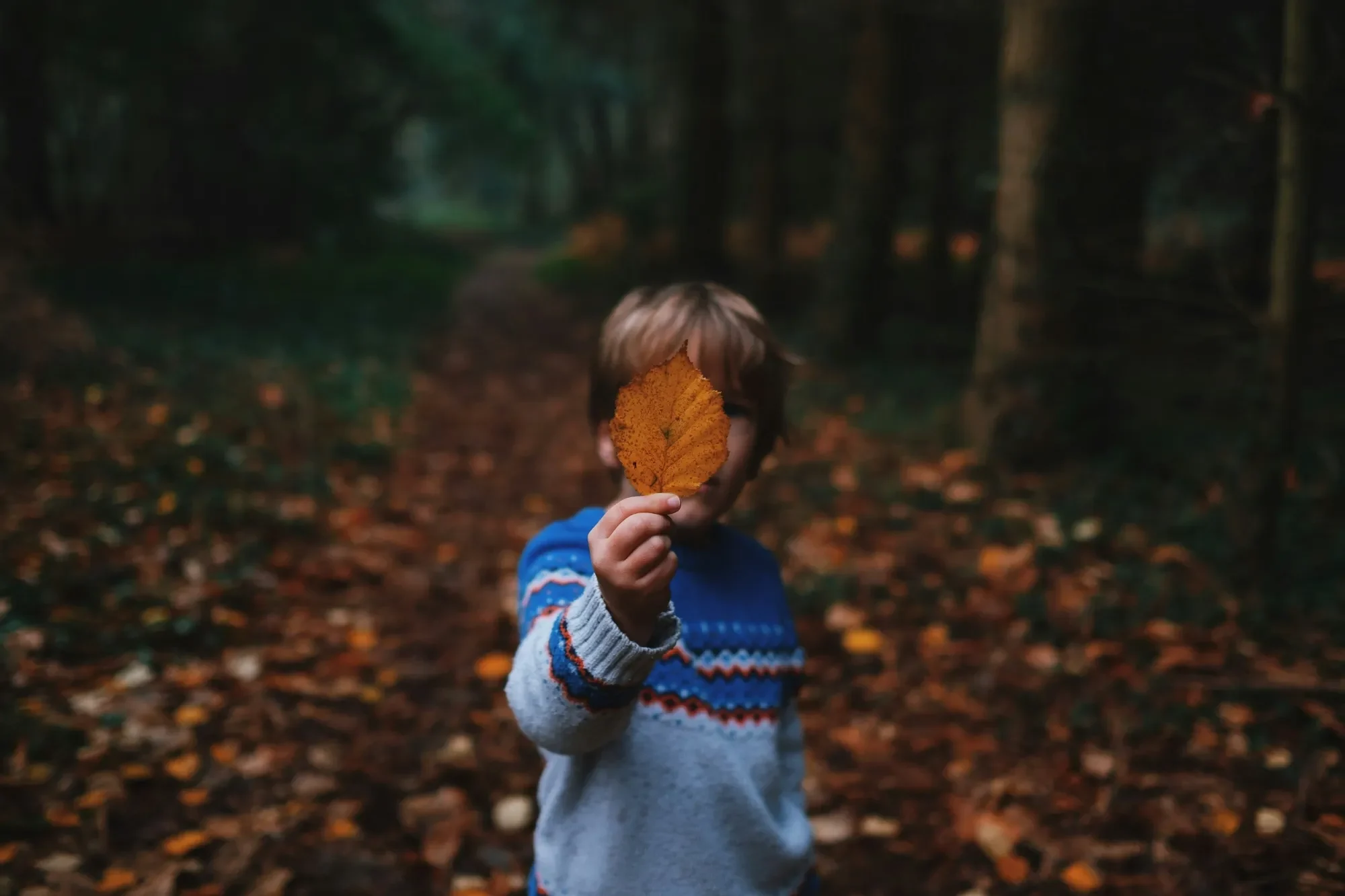 Junge hält ein Blatt vor sich in einem bewaldeten Bereich mit herbstlichen Farben.